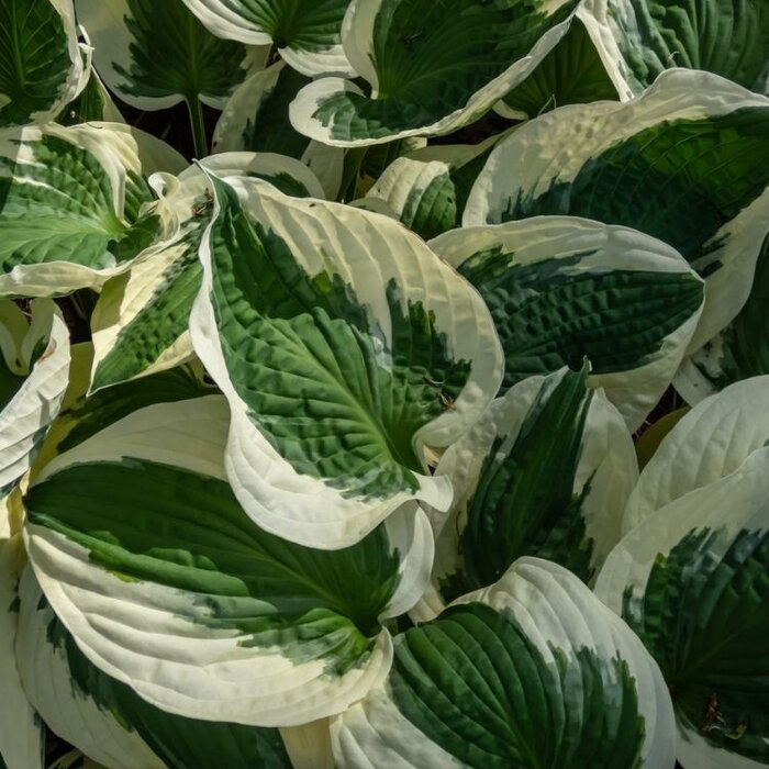 Hartlelie - Hosta 'Patriot'