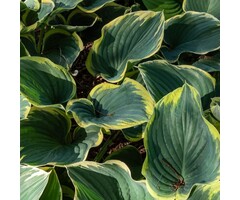 Hartlelie - Hosta 'Sagae'