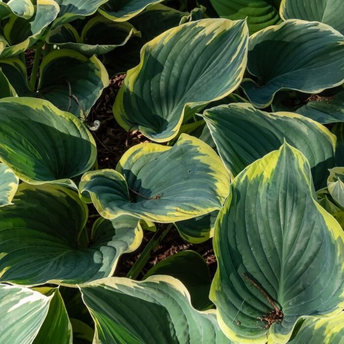 Hartlelie - Hosta 'Sagae'