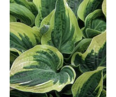 Hartlelie - Hosta 'Wide Brim'
