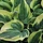 Hartlelie - Hosta 'Wide Brim'