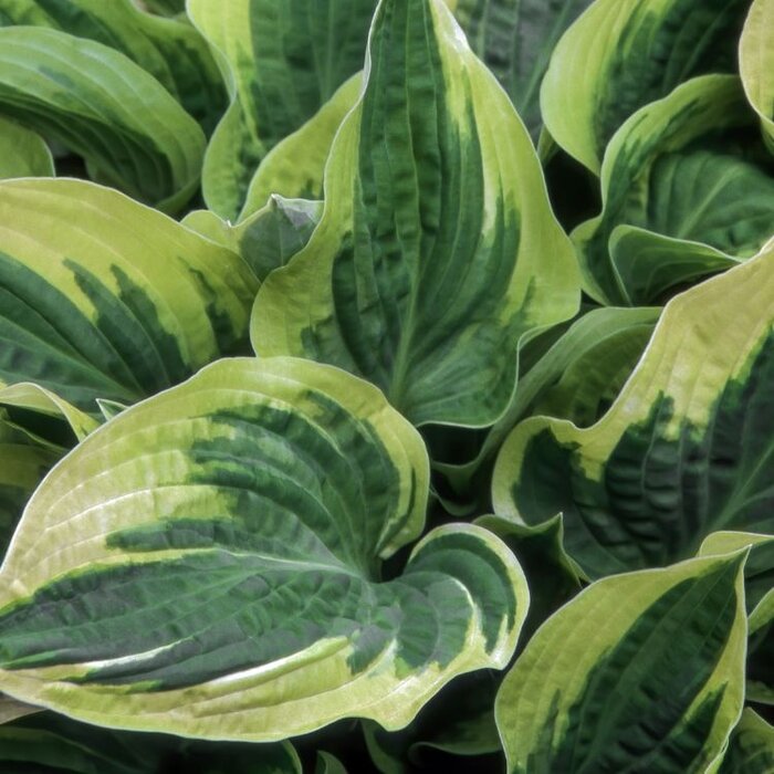 Hartlelie - Hosta 'Wide Brim'