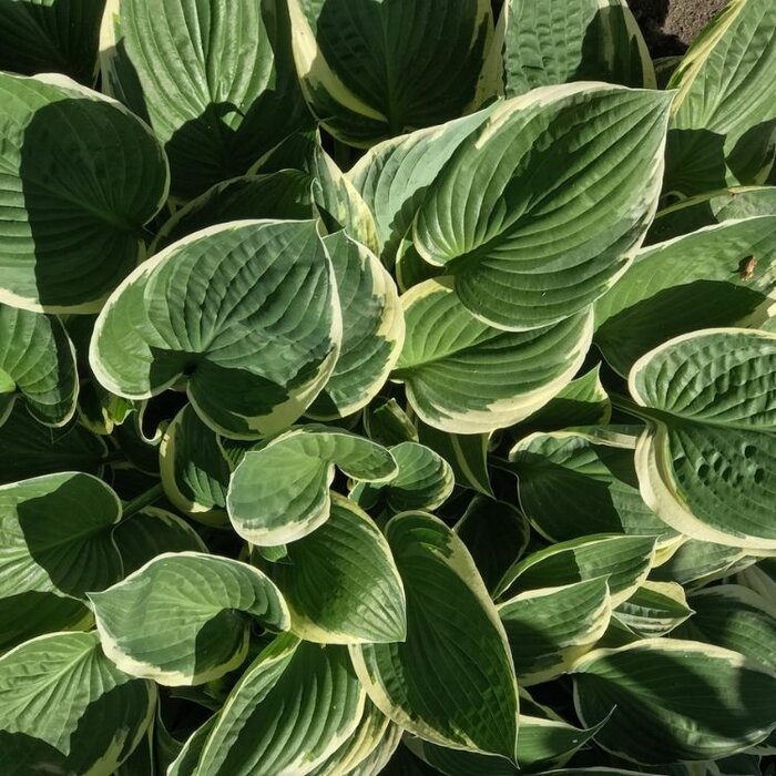 Hartlelie - Hosta fortunei 'Francee'