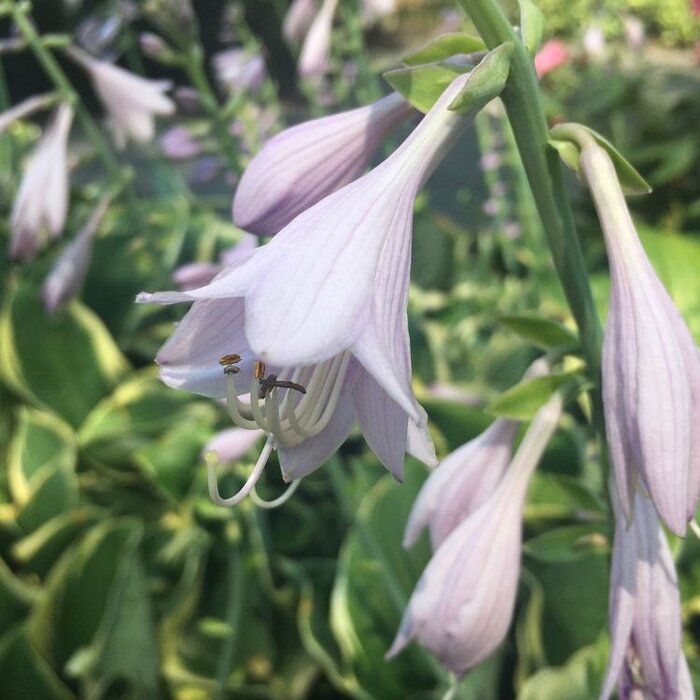 Hartlelie - Hosta fortunei 'Francee'