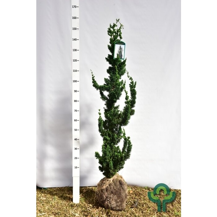 Chamaecyparis lawsoniana 'Wissel's Saguaro' - Schijncipres