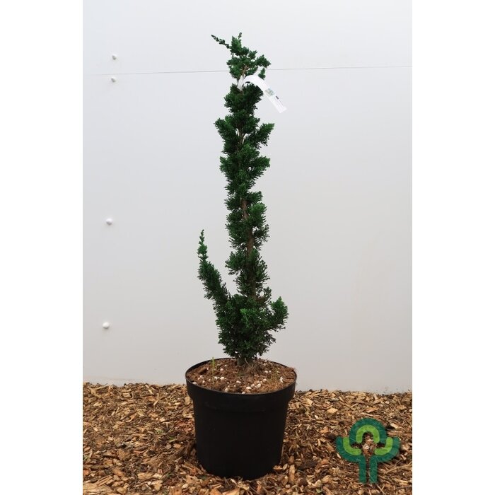 Chamaecyparis lawsoniana 'Wissel's Saguaro' - Schijncipres
