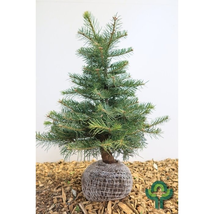 Abies concolor -Colorado zilverspar