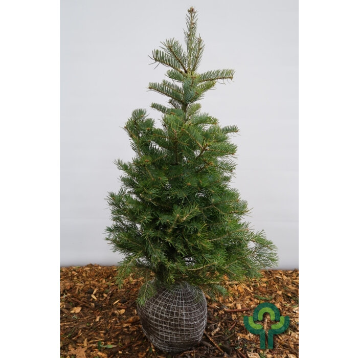 Abies concolor -Colorado zilverspar