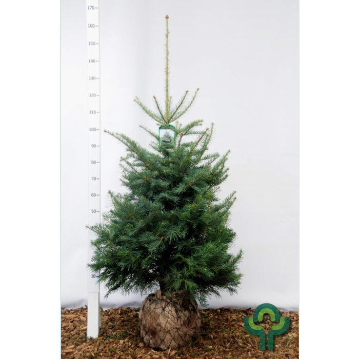 Abies concolor -Colorado zilverspar