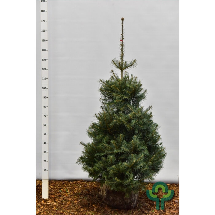 Abies concolor -Colorado zilverspar
