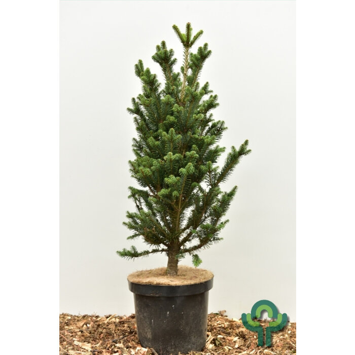 Abies alba 'Pyramidalis' - Zilverspar