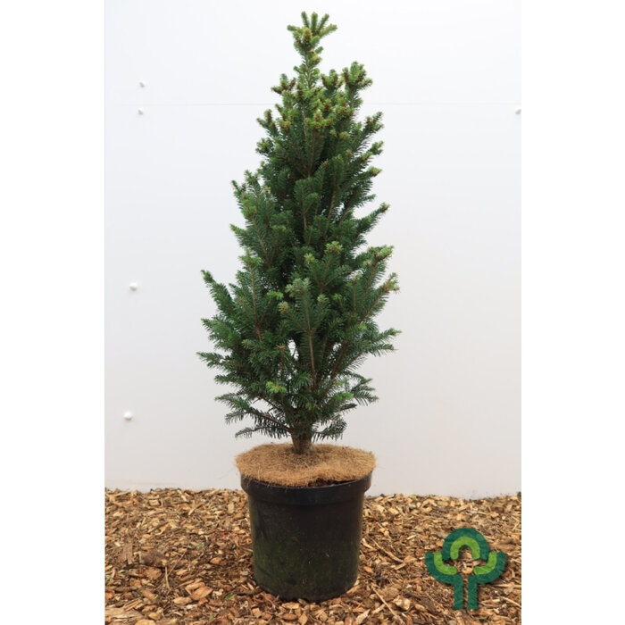 Abies alba 'Pyramidalis' - Zilverspar
