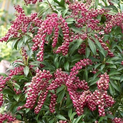 Rotsheide (Pieris japonica 'Valley Valentine' )