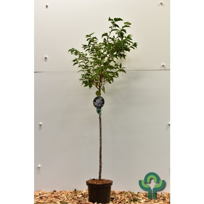 Japanse sierkers op stam - Prunus nipponica 'Brillant'