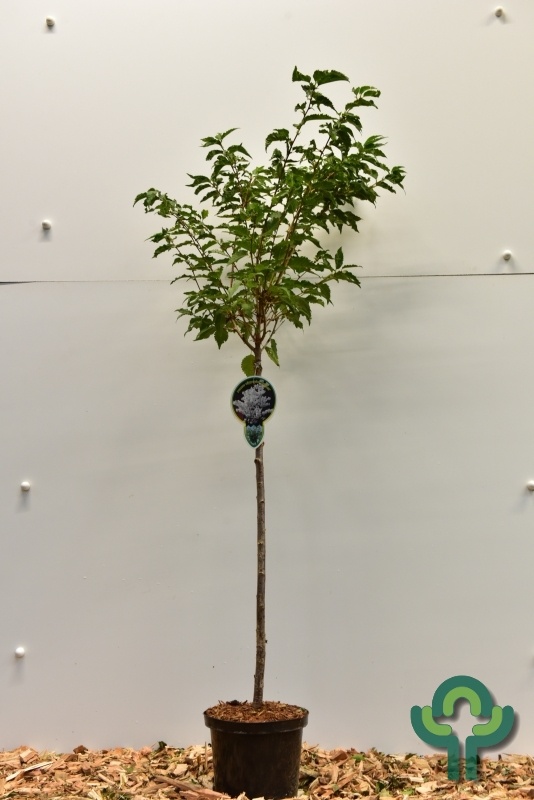 Japanse sierkers op stam - Prunus nipponica 'Brillant'