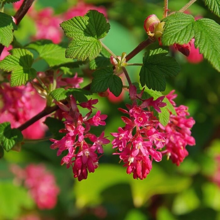 Siertrosbes (Ribes sanguineum 'Pulborough Scarlet')