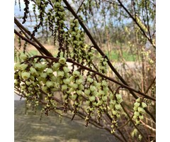 Staartaar - Stachyurus chinensis 'Celina'