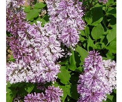 Dwergsering - Syringa patula 'Miss Kim'