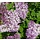 Dwergsering (Syringa patula 'Miss Kim' )
