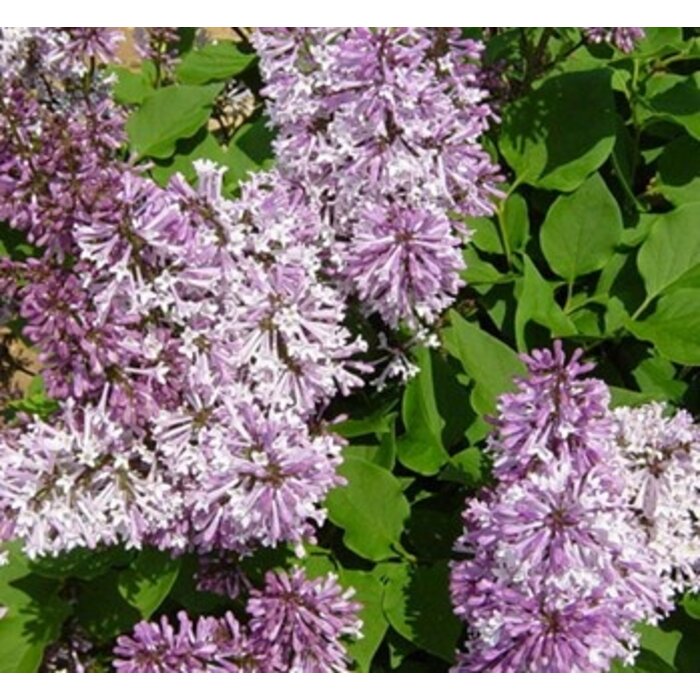 Dwergsering (Syringa patula 'Miss Kim' )