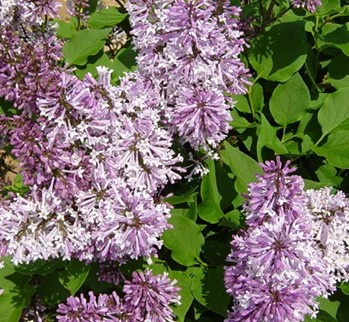 Dwergsering (Syringa patula 'Miss Kim' )