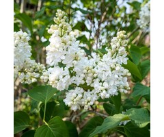 Sering - Syringa vulgaris 'Beauty of Moscow'