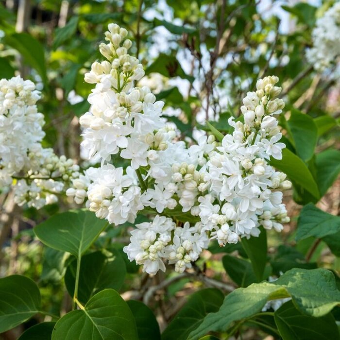 Sering op stam (Syringa vulgaris 'Beauty of Moscow')