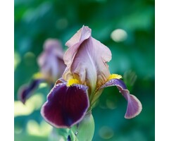 Baardiris - Iris (G) 'Alcazar'