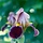 Baardiris - Iris (G) 'Alcazar'