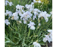 Baardiris - Iris (G) 'White Knight'