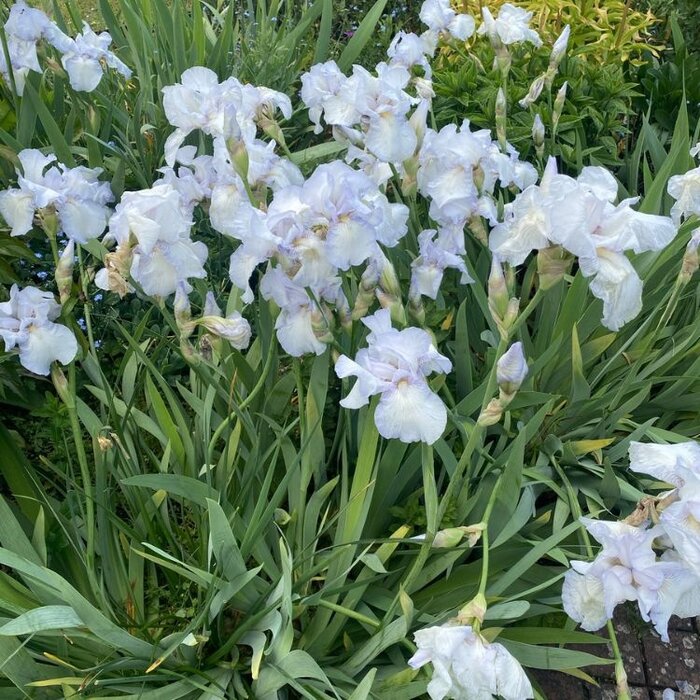 Baardiris - Iris (G) 'White Knight'