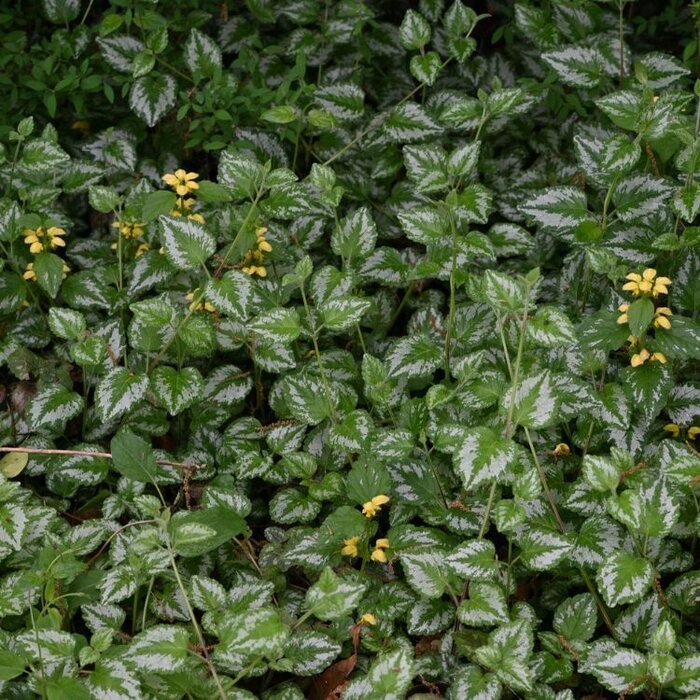 Bonte gele Dovenetel - Lamiastrum galeobdolon 'Florentinum'