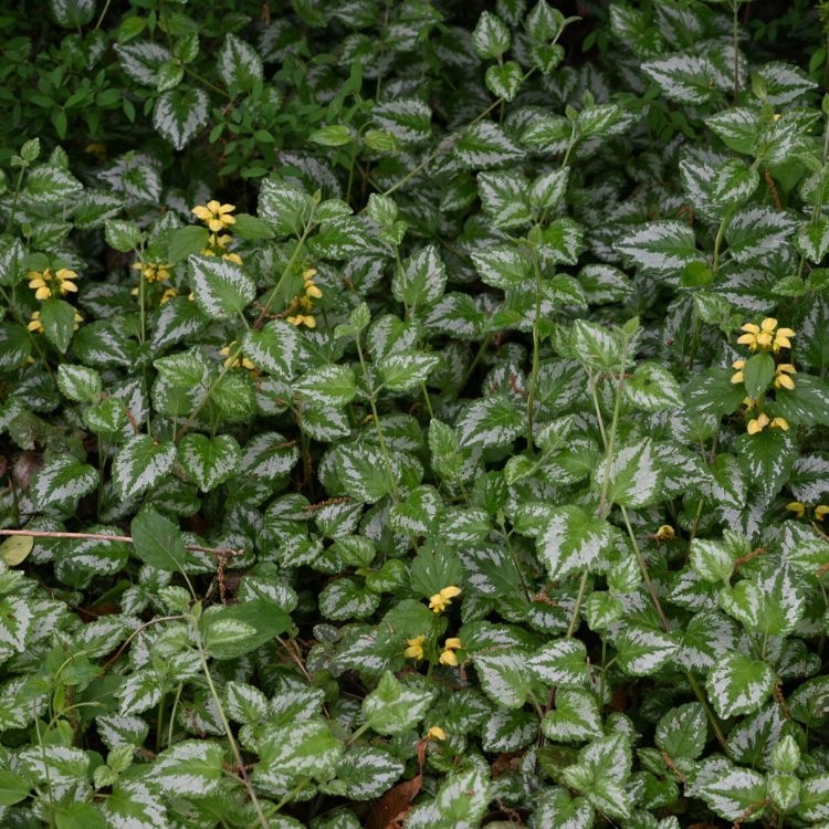 Bonte gele Dovenetel - Lamiastrum galeobdolon 'Florentinum'
