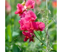 Brede lathyrus - Lathyrus latifolius 'Red Pearl'