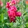 Brede lathyrus - Lathyrus latifolius 'Red Pearl'
