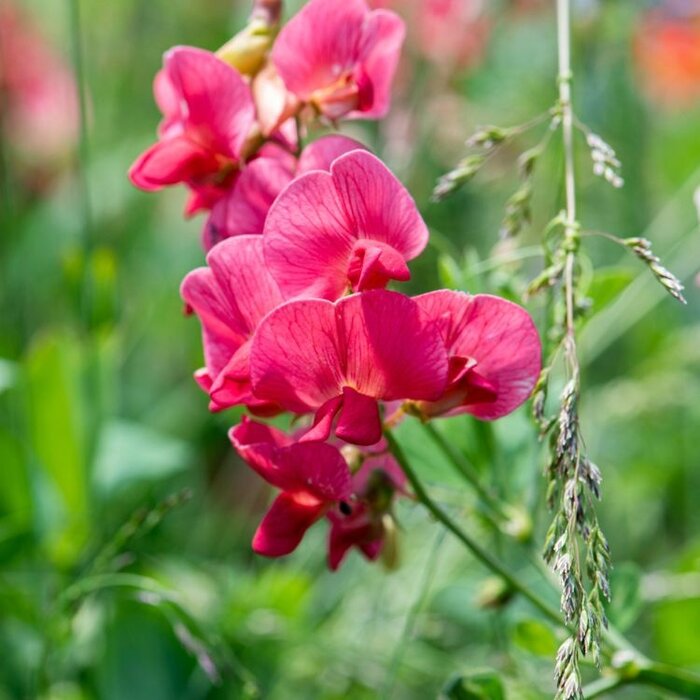 Brede lathyrus - Lathyrus latifolius 'Red Pearl'