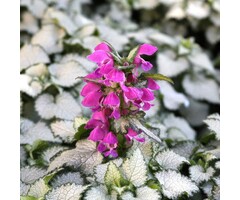 Dovenetel - Lamium maculatum 'Beacon Silver'
