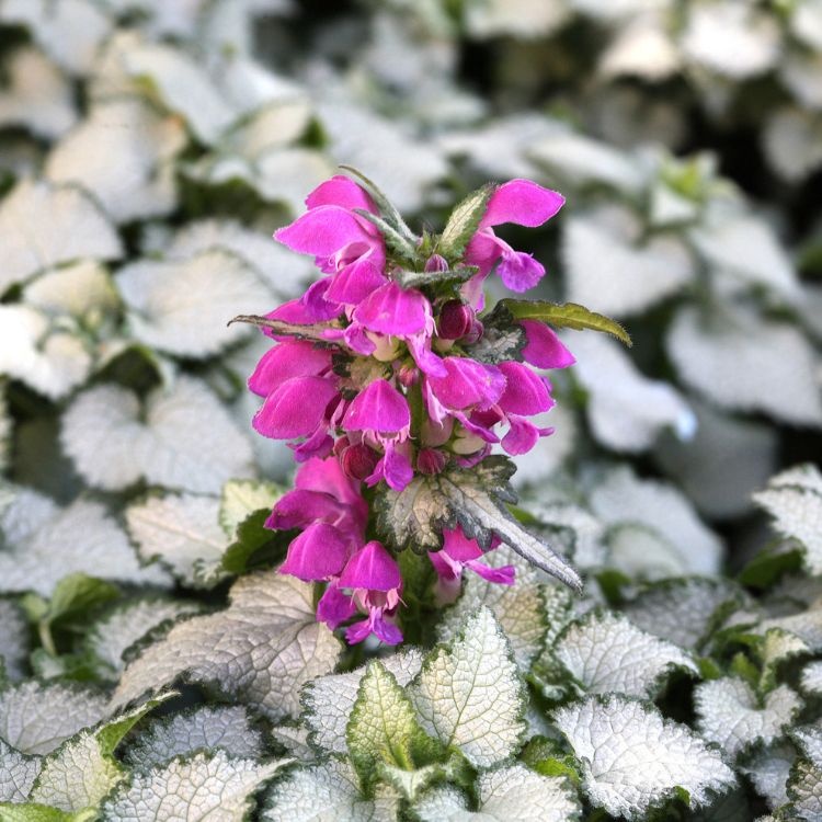 Dovenetel - Lamium maculatum 'Beacon Silver'