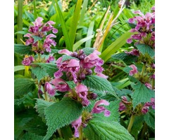 Dovenetel - Lamium orvala