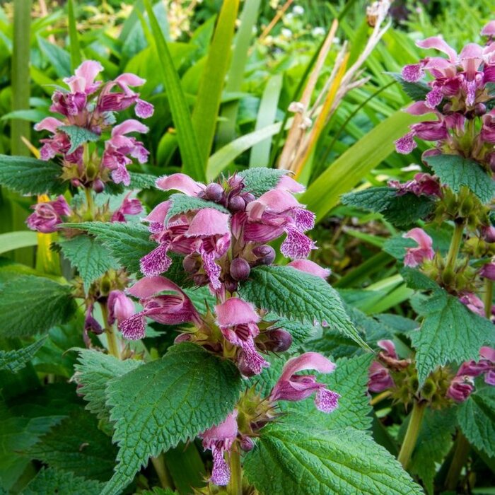 Dovenetel - Lamium orvala