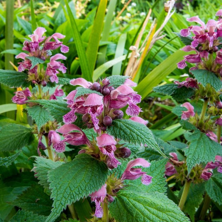 Dovenetel - Lamium orvala