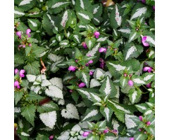Dovenetel - Lamium maculatum 'Roseum'