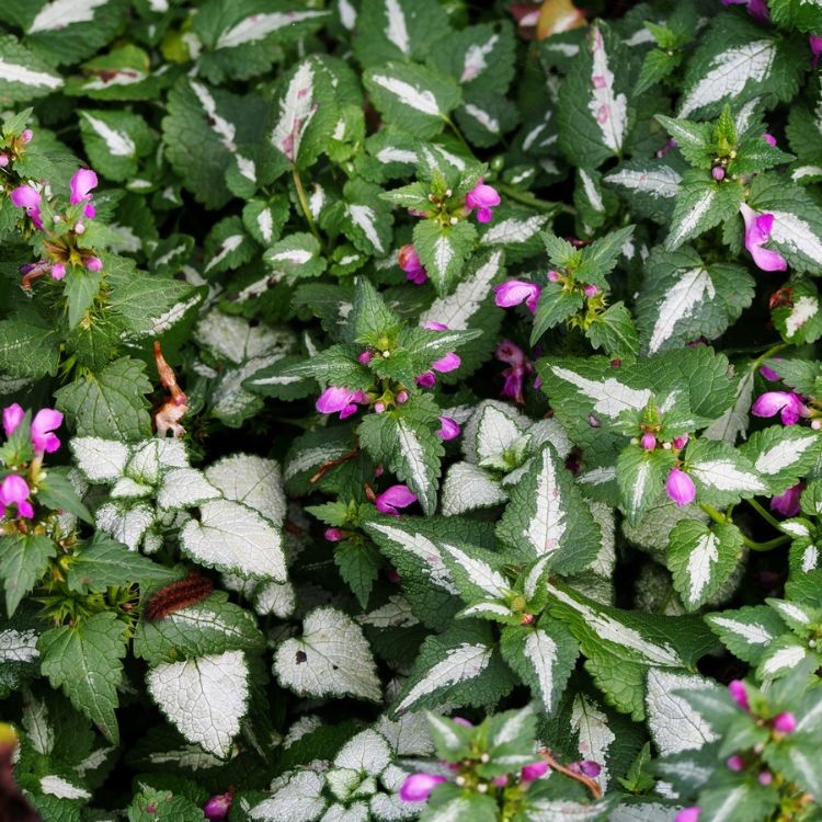 Dovenetel - Lamium maculatum 'Roseum'