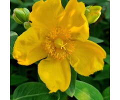 Hertshooi - Hypericum calycinum 'Senior'