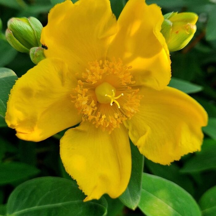 Hertshooi - Hypericum calycinum 'Senior'