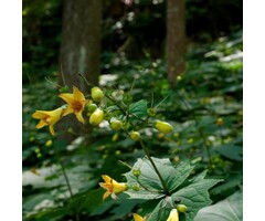 Japanse wasbloem - Kirengeshoma koreana