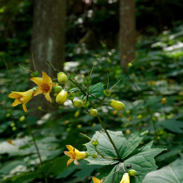 Japanse wasbloem - Kirengeshoma koreana