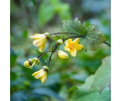 Japanse wasbloem - Kirengeshoma palmata