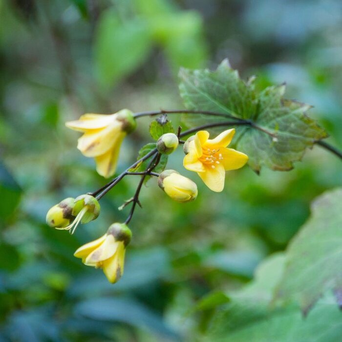 Japanse wasbloem - Kirengeshoma palmata