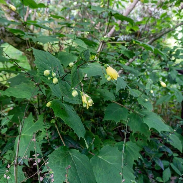 Japanse wasbloem - Kirengeshoma palmata